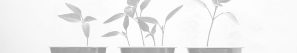 black and white image of plants in pots