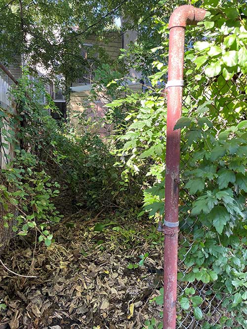 An overgrown yard before Habitat for Humanity volunteers did the landscaping.