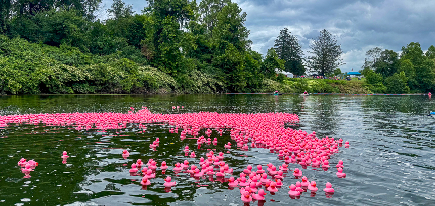 pink ducks floating down the river at the 2nd annual ARF duck derby